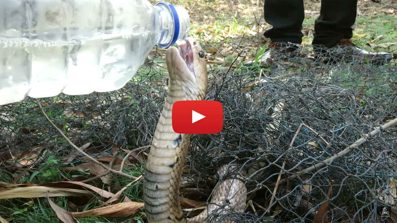 King Cobra trapped in fish net for four consecutive days