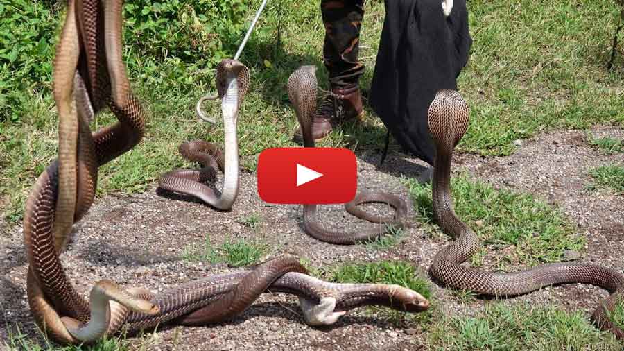 king cobra ka video namak ka ghera