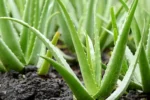 These 5 plants should be there in the courtyard of your house, you will be surprised to know their benefits!