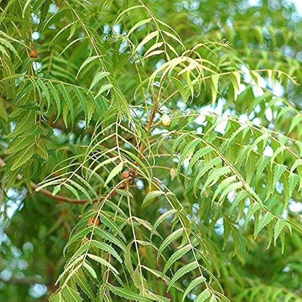 Azadirachta